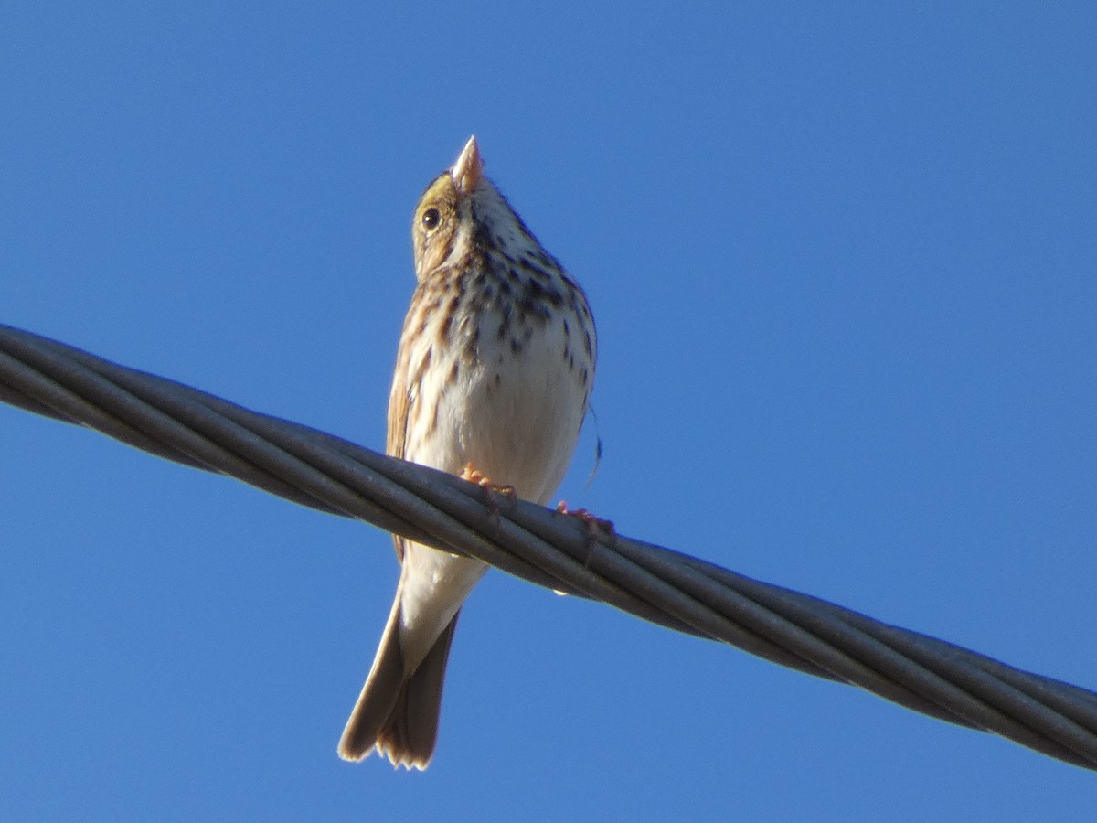 Savannah Sparrow - ML627910263