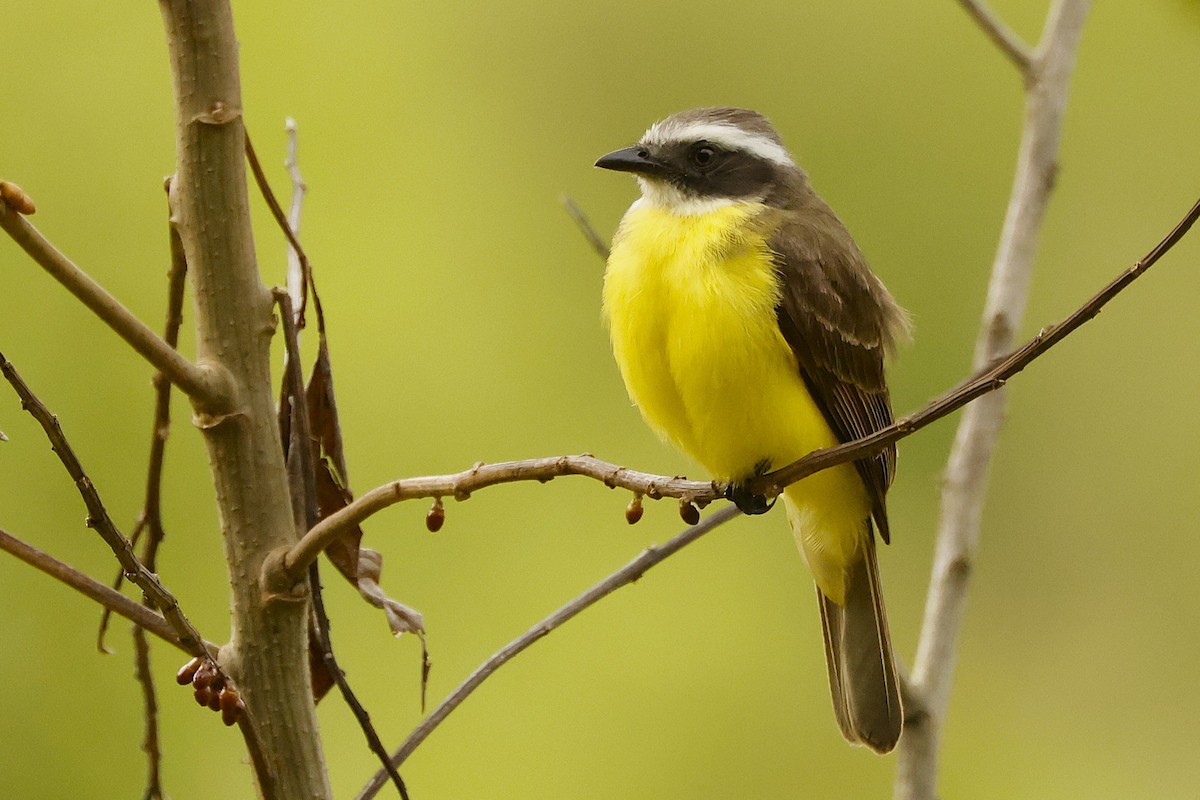 Gray-capped Flycatcher - ML627910360