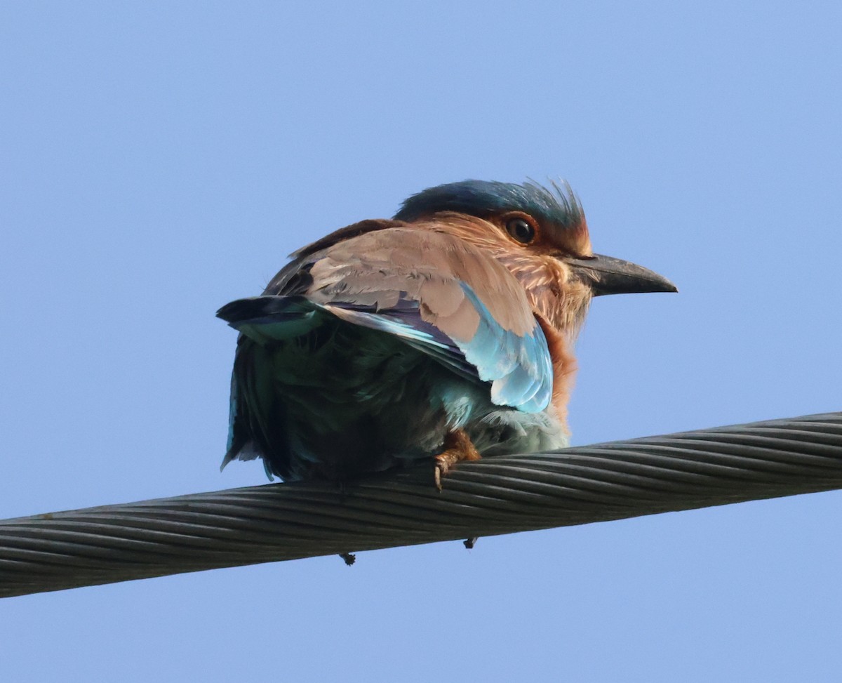 Indian Roller - ML627910407