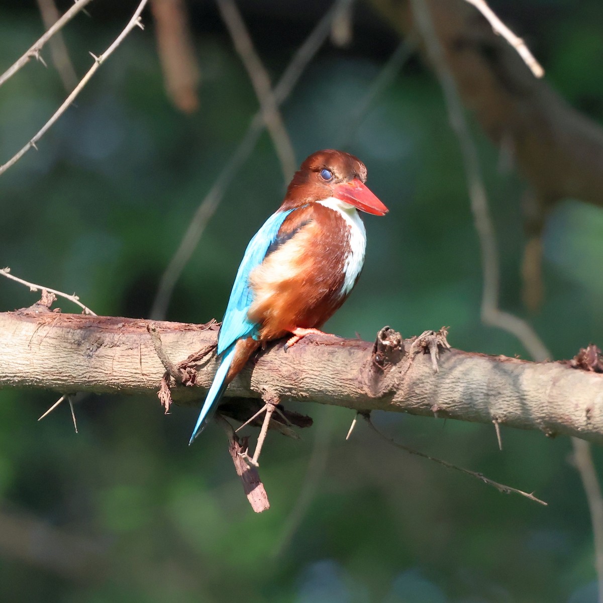 White-throated Kingfisher - ML627910425