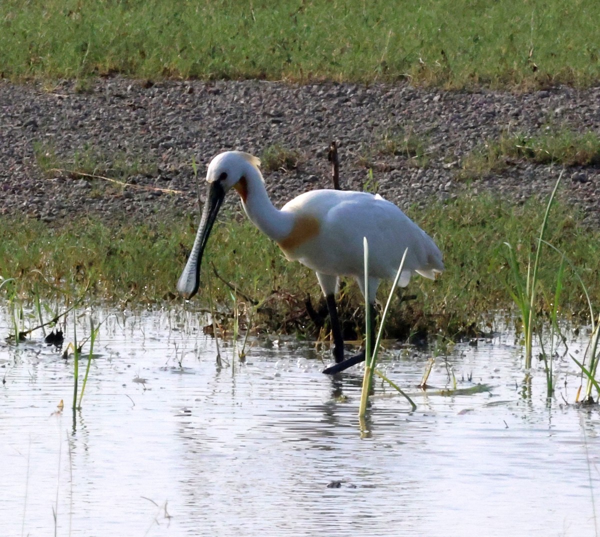 Eurasian Spoonbill - ML627910432