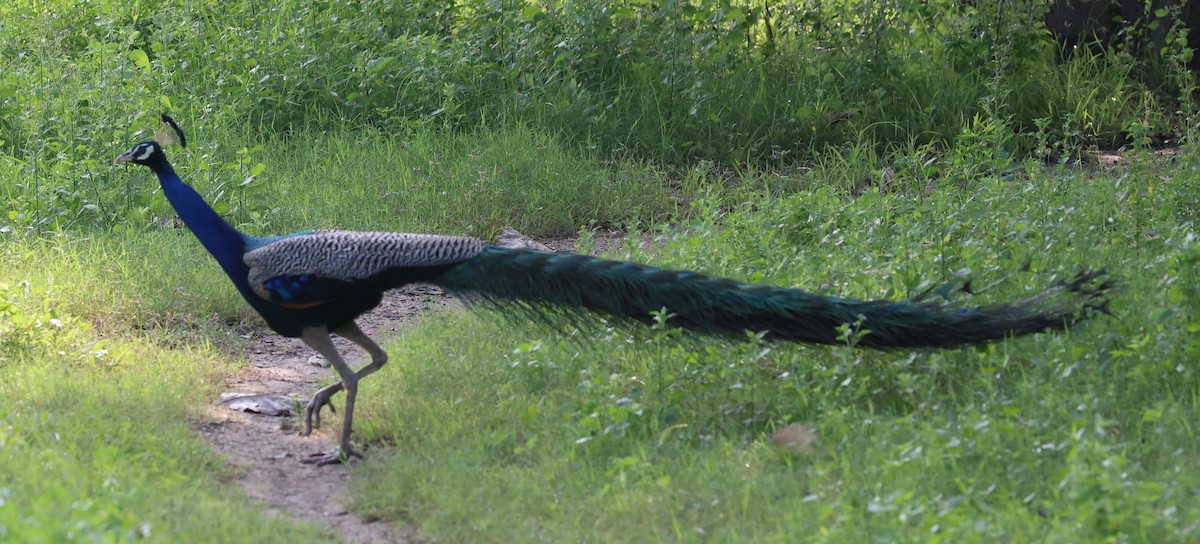 Indian Peafowl - ML627910479