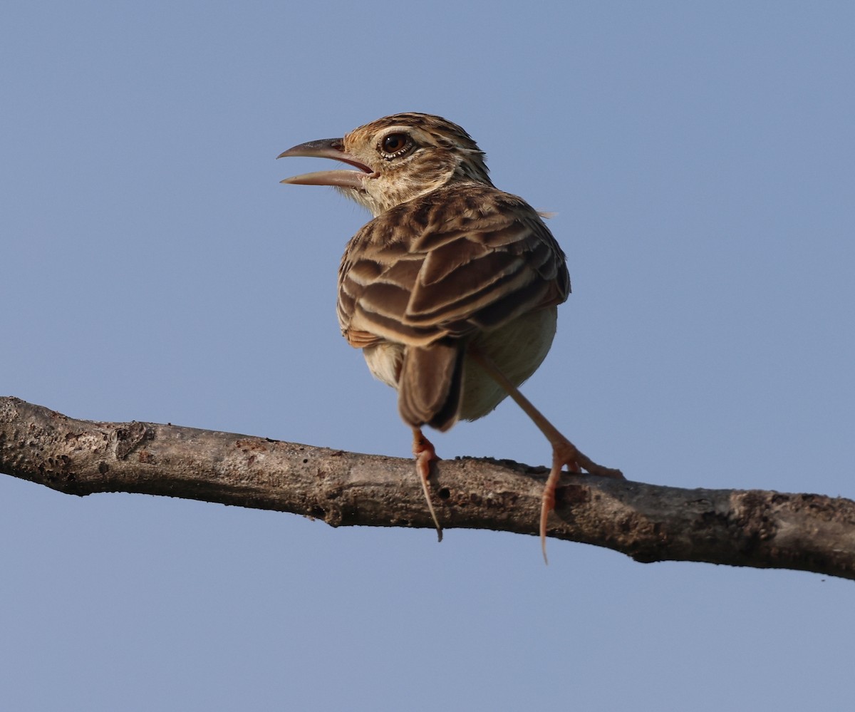 Jerdon's Bushlark - ML627910488