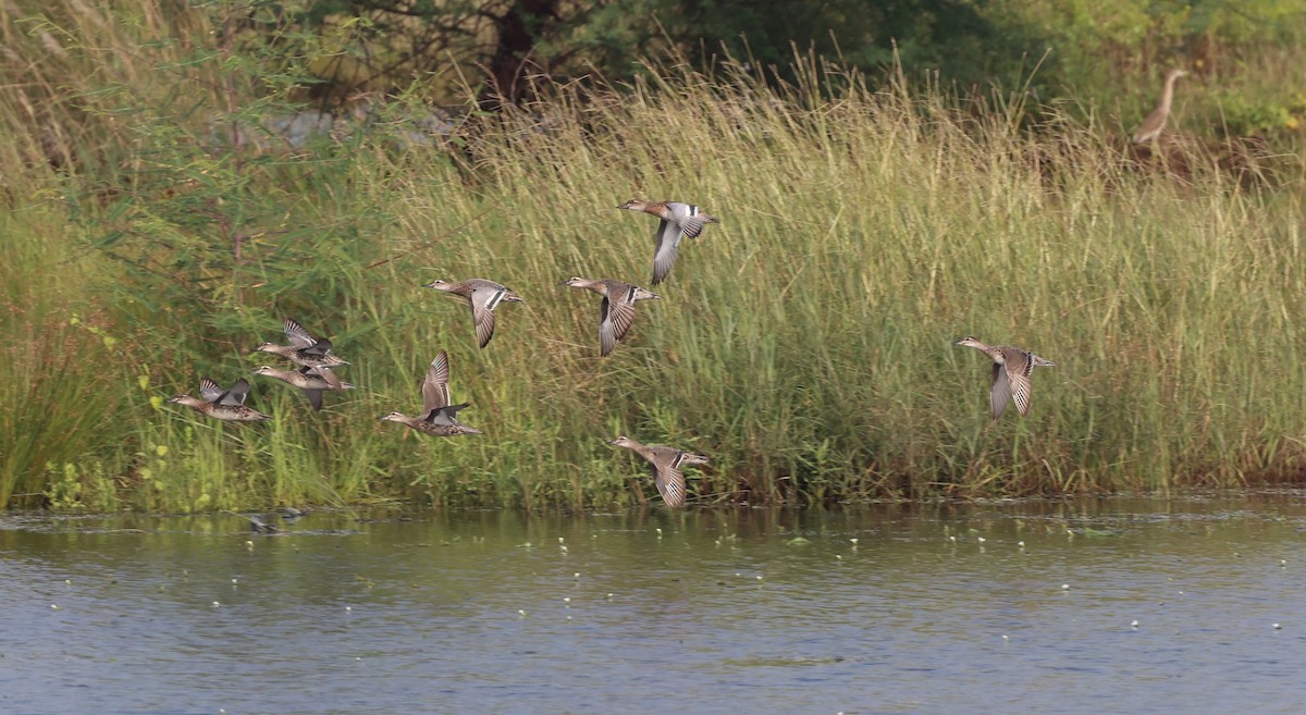 Garganey - ML627910599