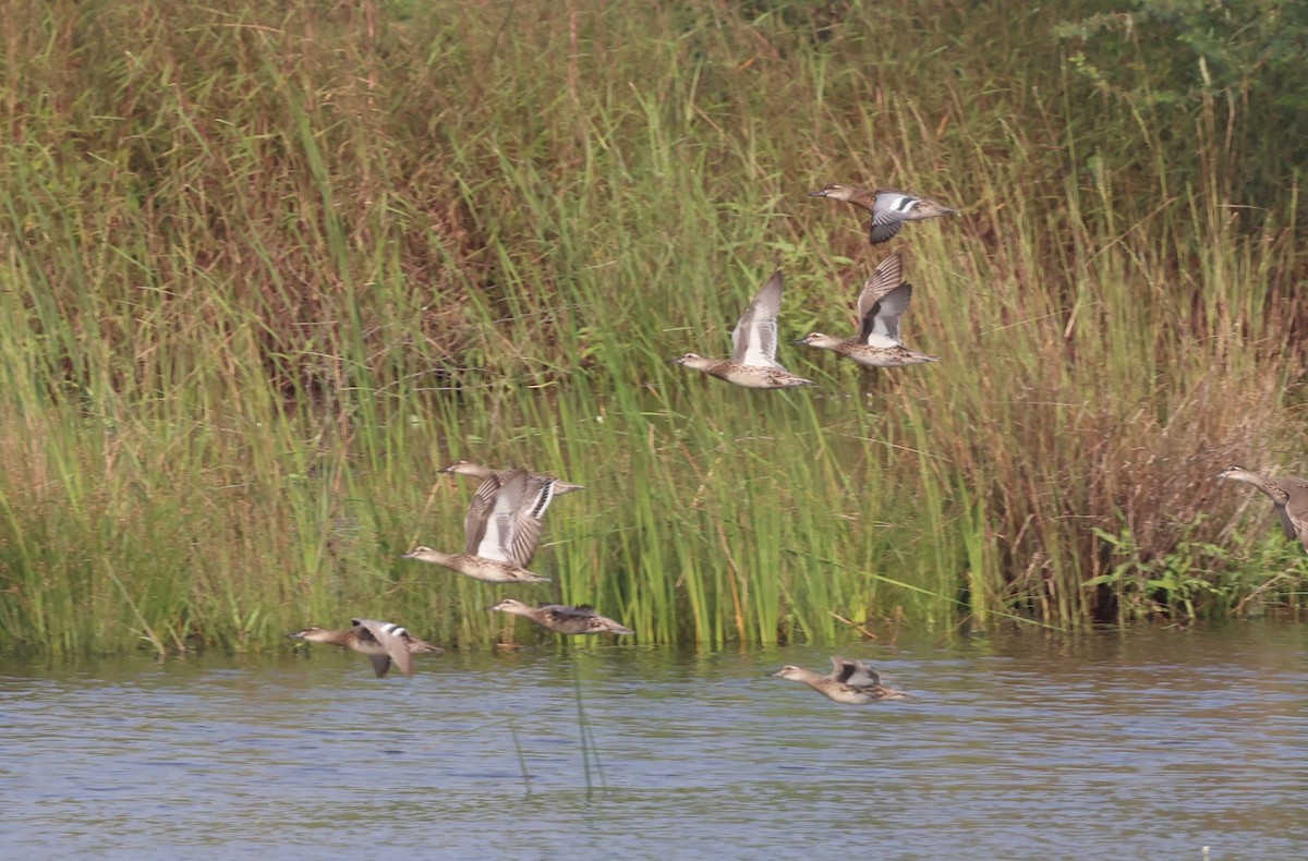 Garganey - ML627910675