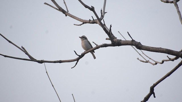 Common Woodshrike - ML627910909