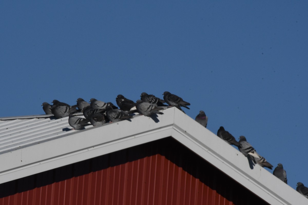 Rock Pigeon (Feral Pigeon) - ML627911249