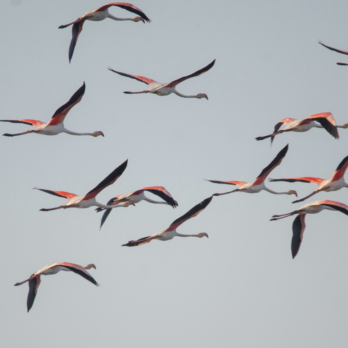 rosenflamingo - ML627911311