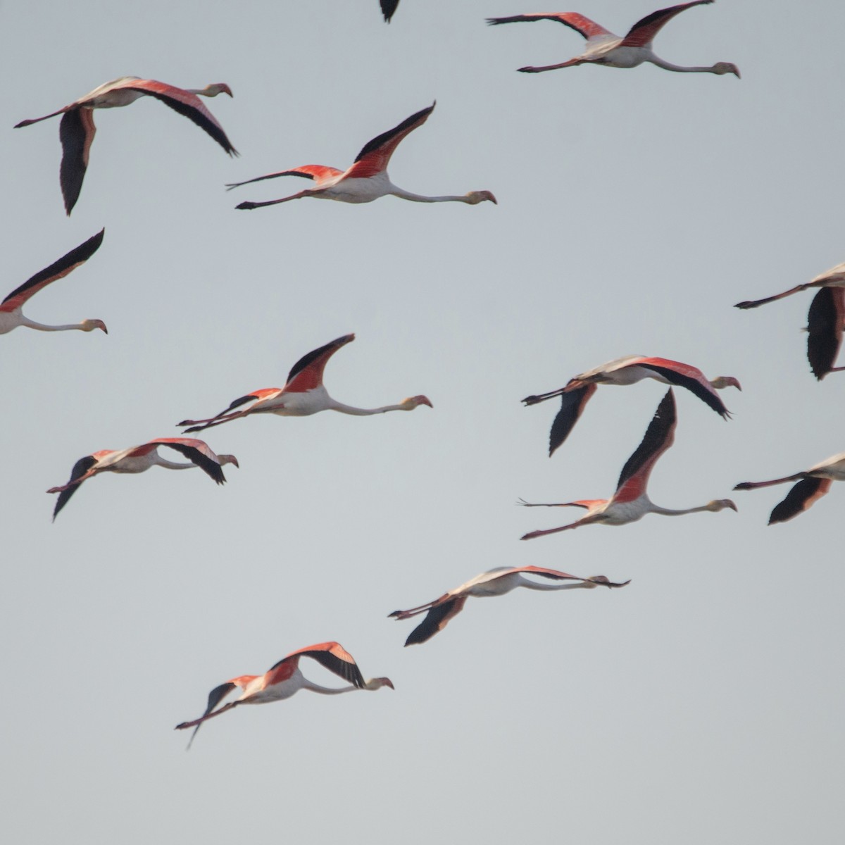 rosenflamingo - ML627911312