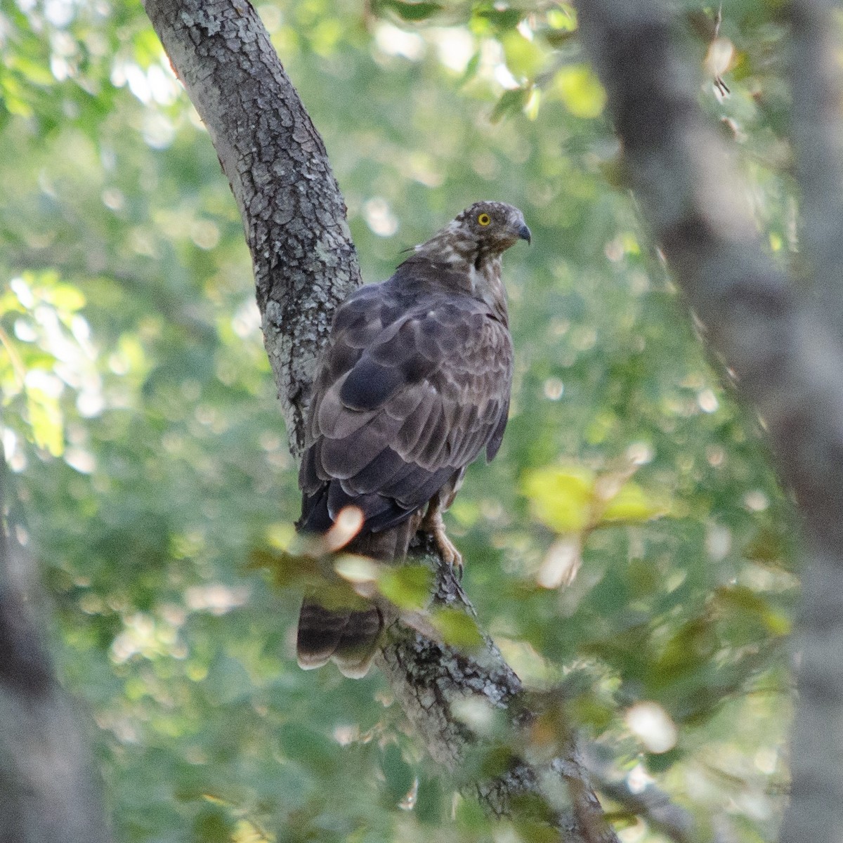 European Honey-buzzard - ML627911325