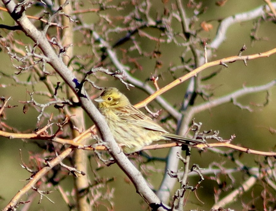 Cirl Bunting - ML627911389