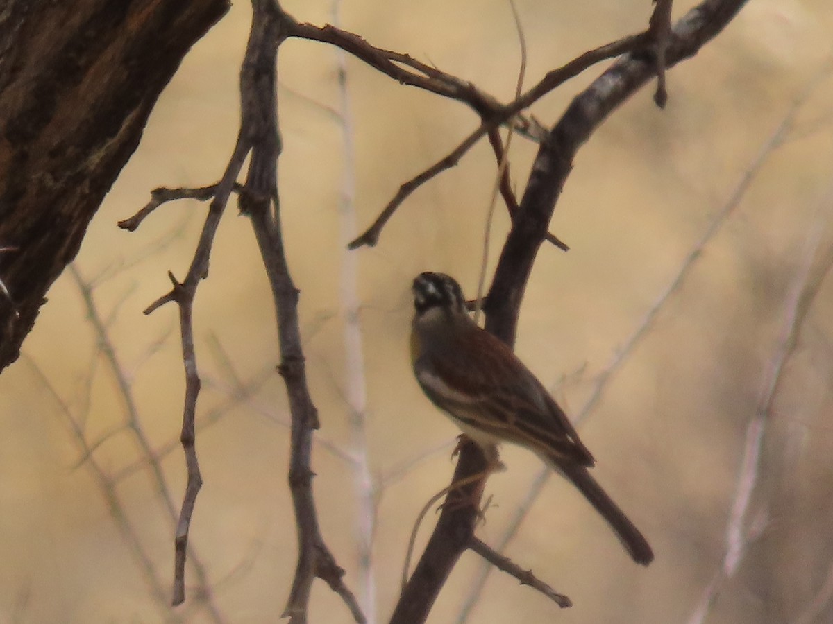 Golden-breasted Bunting - ML627911469