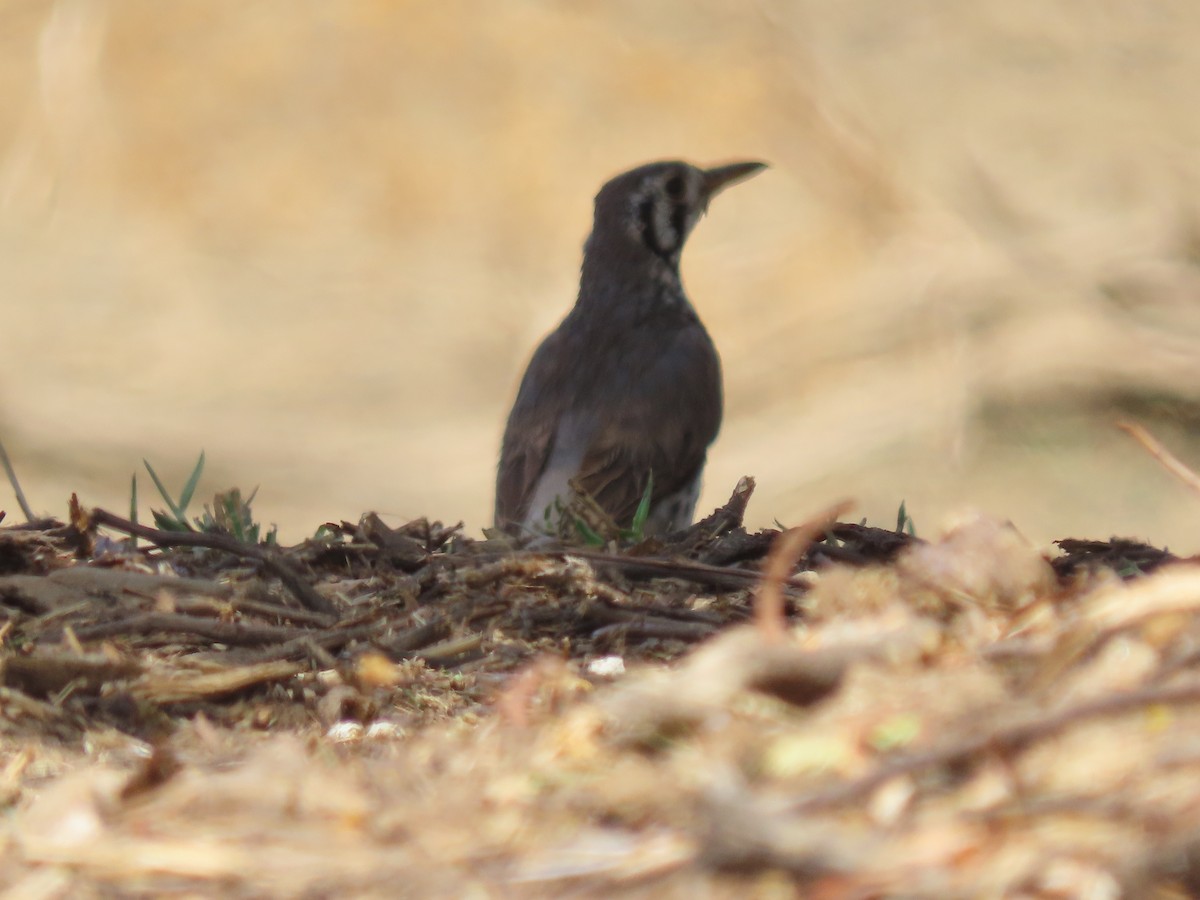 Groundscraper Thrush - ML627911539