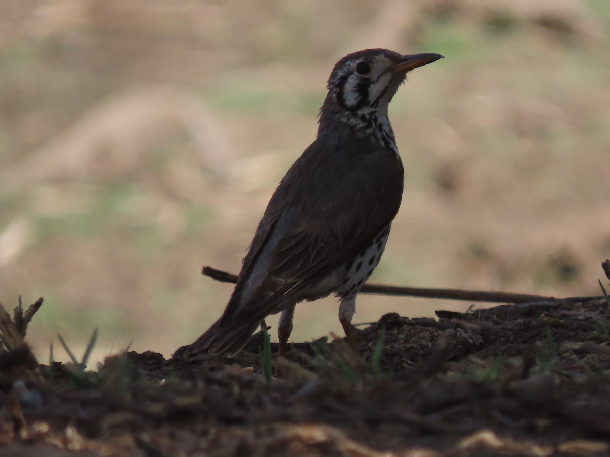 Groundscraper Thrush - ML627911540