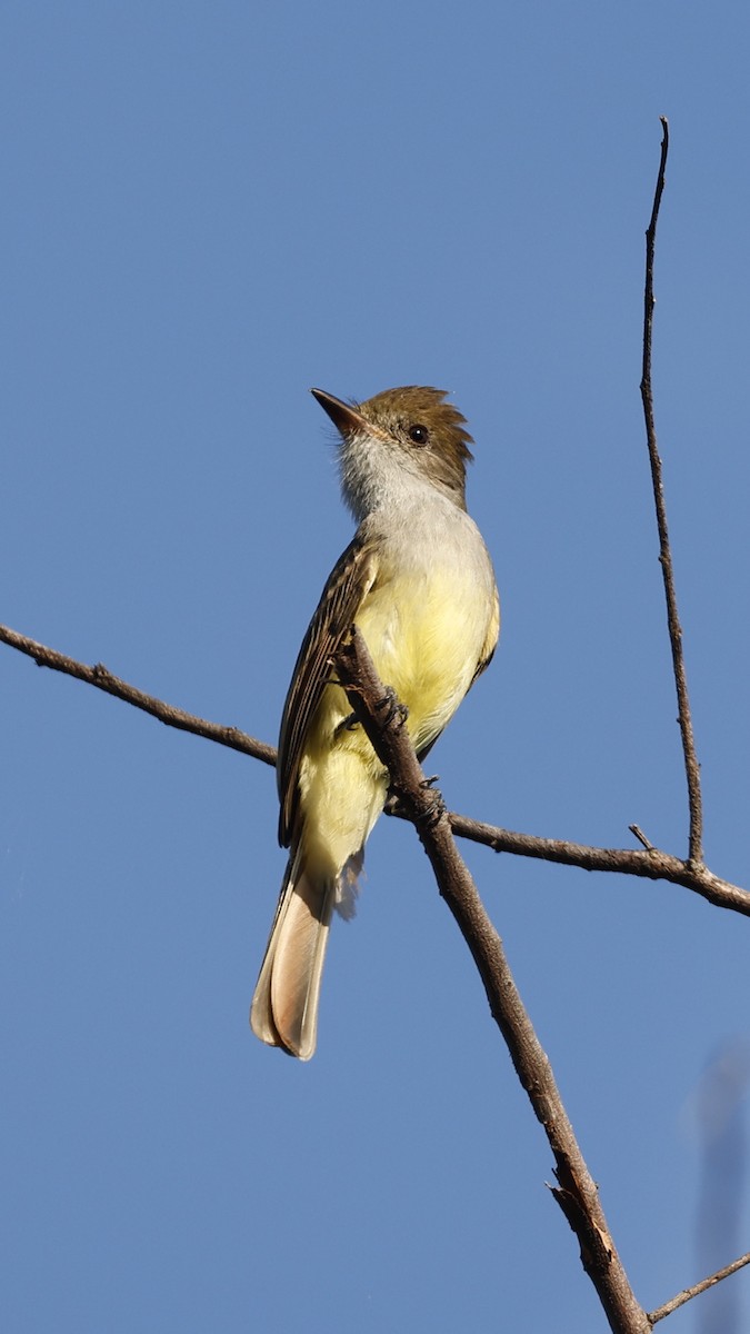 Brown-crested Flycatcher - ML627911561