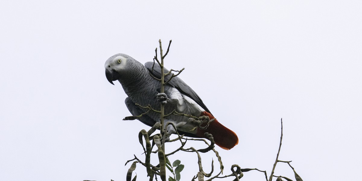 Gray Parrot (Gray) - ML627912024