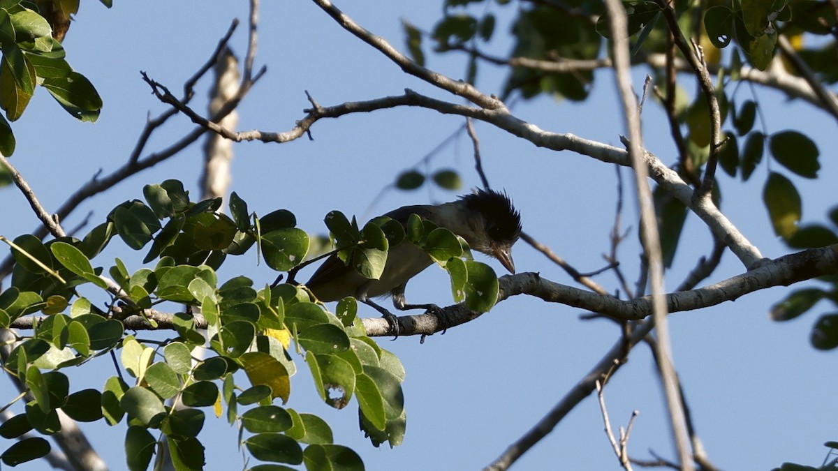 Rose-throated Becard - ML627912049