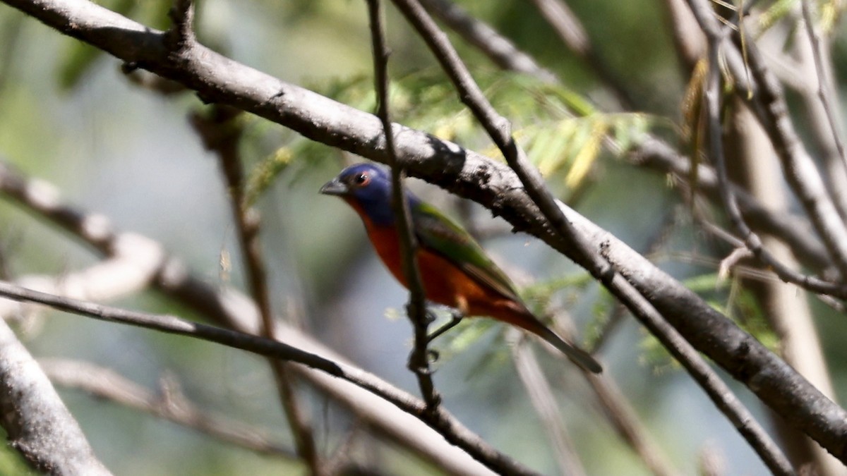 Painted Bunting - ML627912202