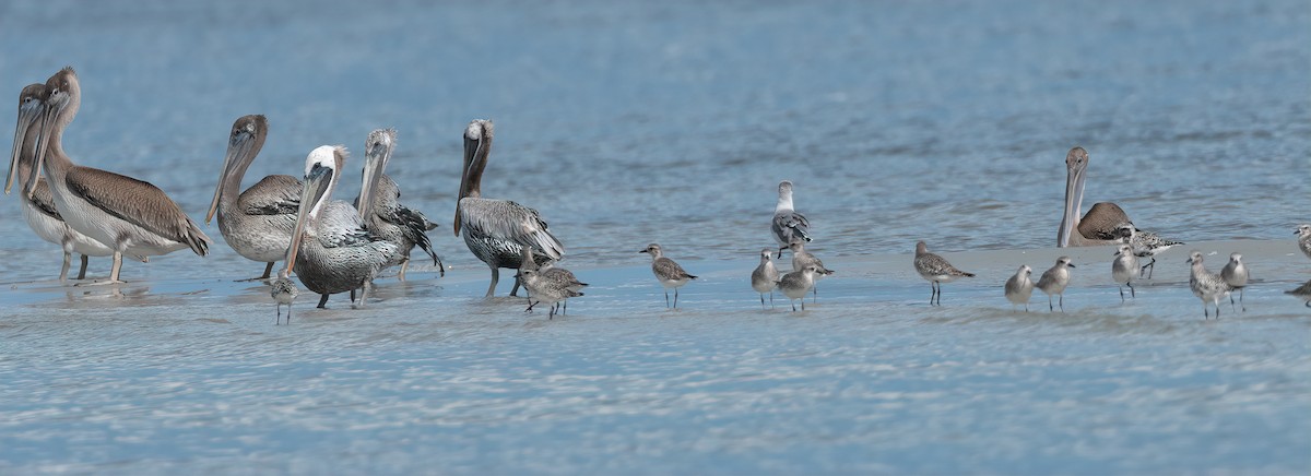 Brown Pelican - ML627912215