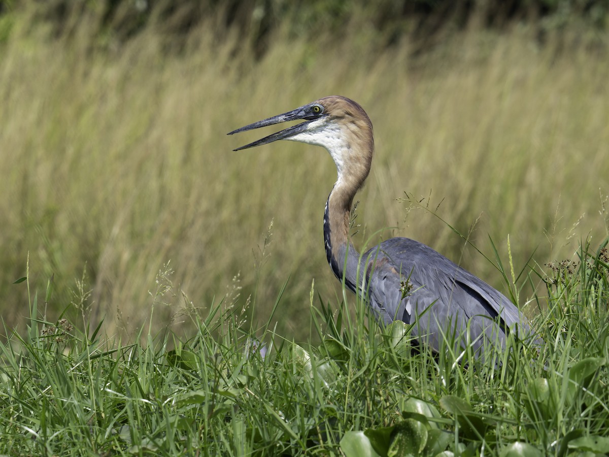 Goliath Heron - ML627912248