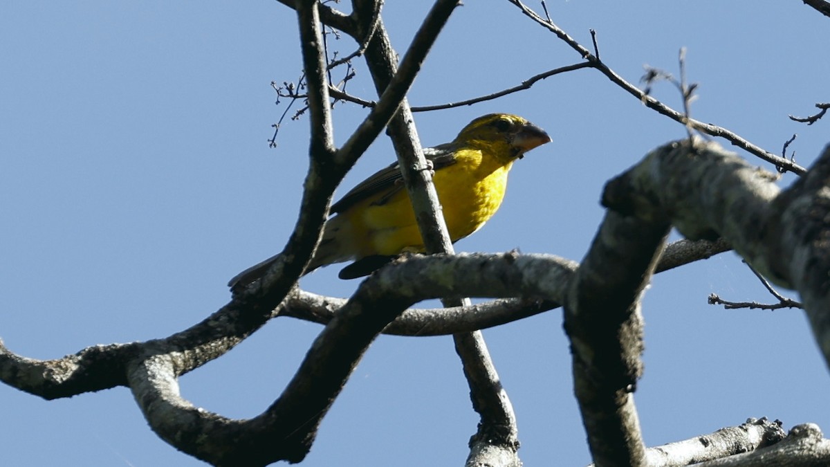 Yellow Grosbeak - ML627912308