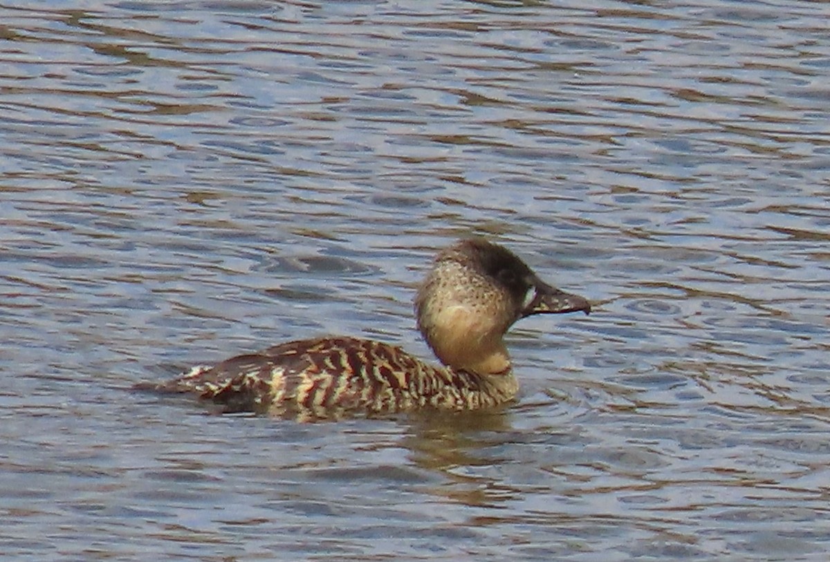 White-backed Duck - ML627912314