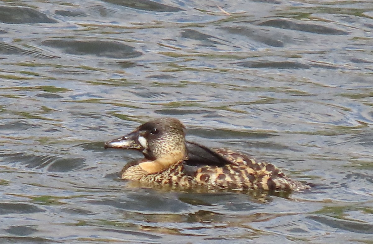 White-backed Duck - ML627912315