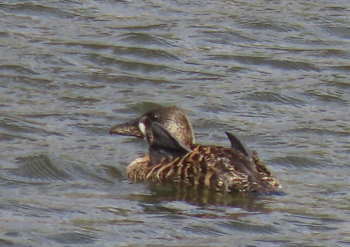 White-backed Duck - ML627912316