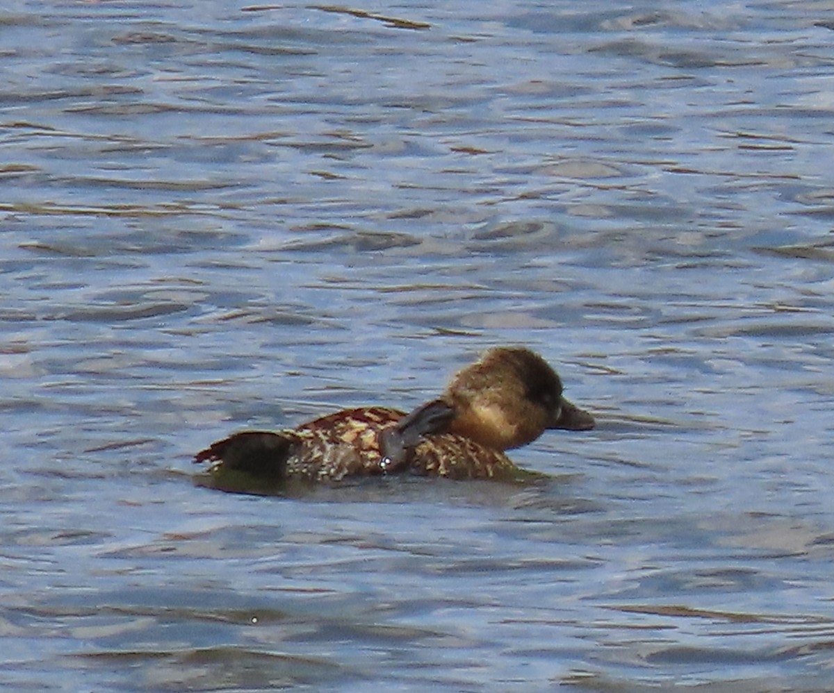 White-backed Duck - ML627912317