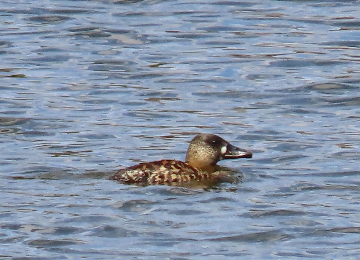 White-backed Duck - ML627912318