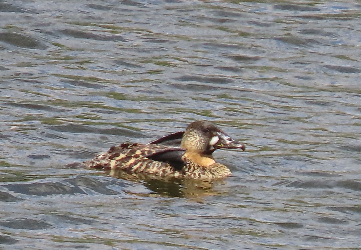 White-backed Duck - ML627912319