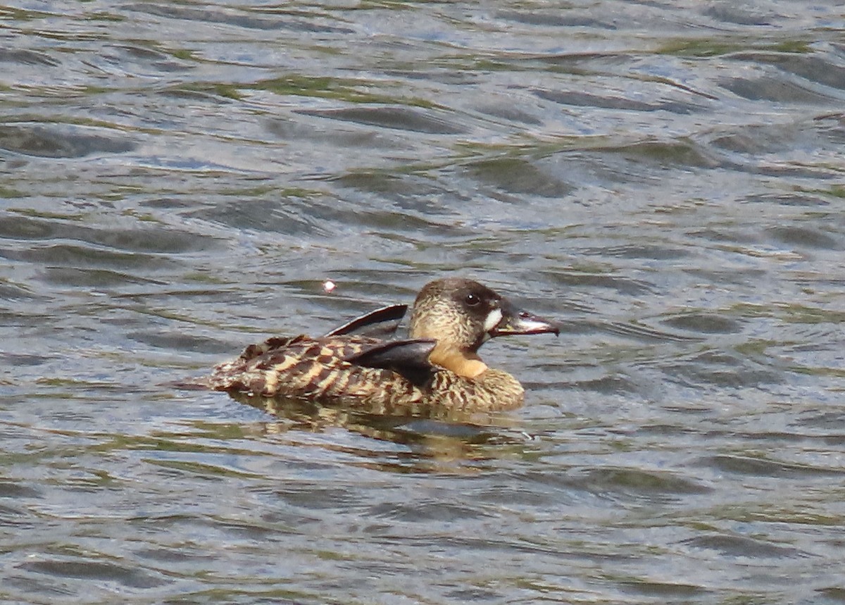 White-backed Duck - ML627912320