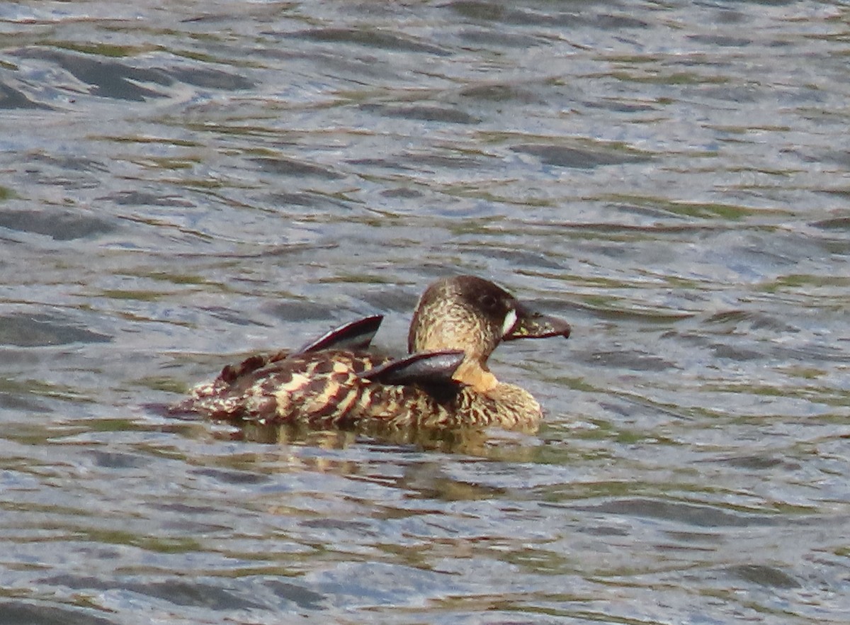 White-backed Duck - ML627912321