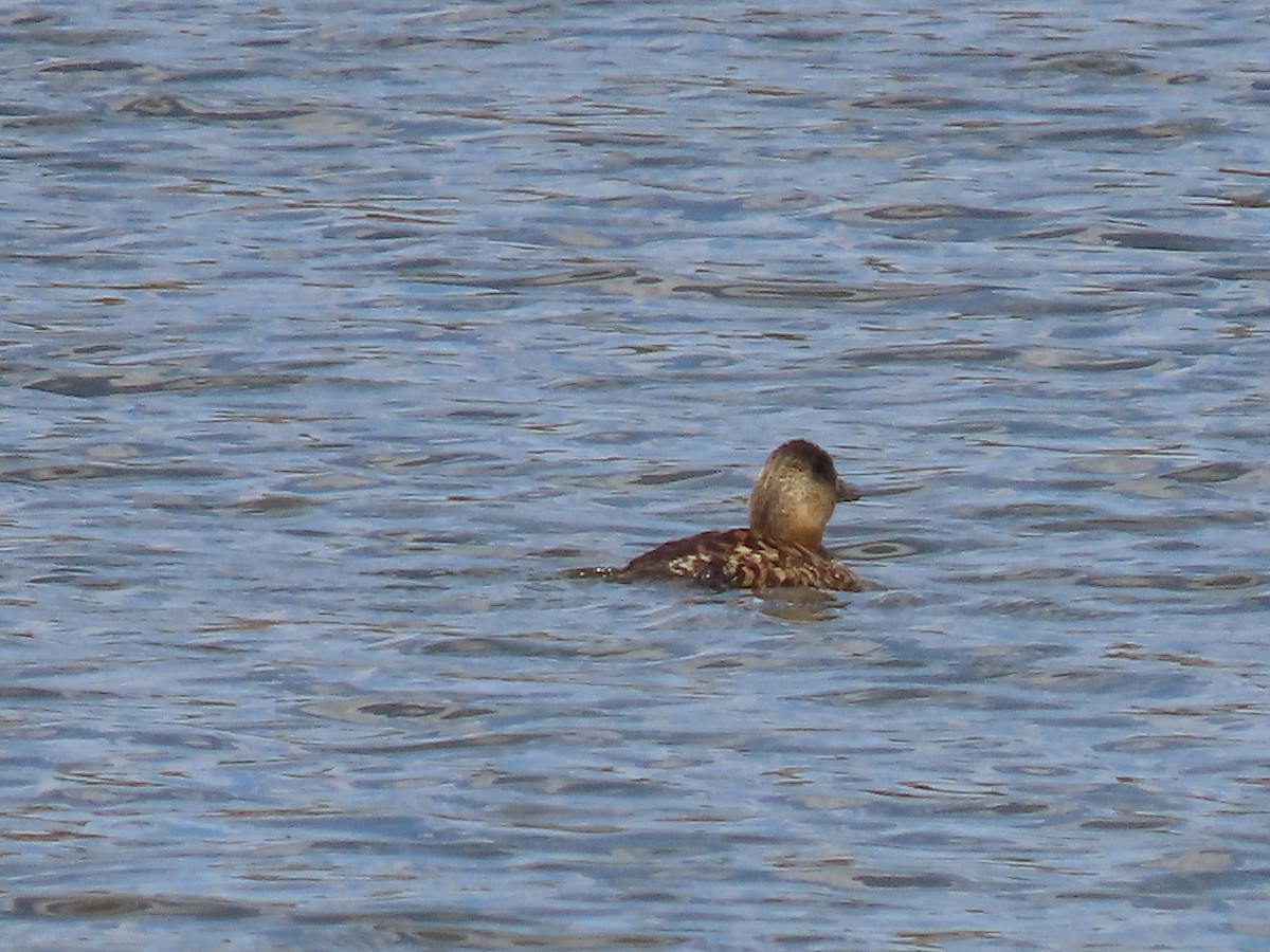 White-backed Duck - ML627912322