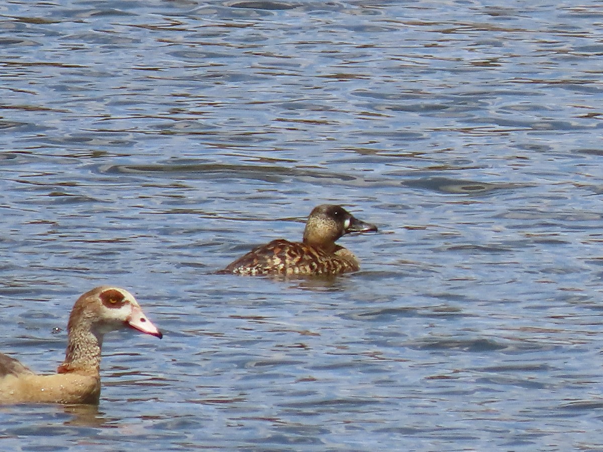 White-backed Duck - ML627912323