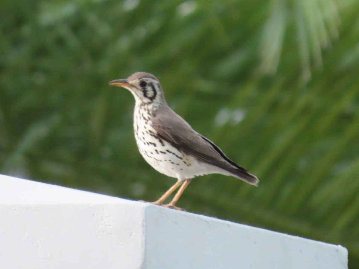 Groundscraper Thrush - ML627912439