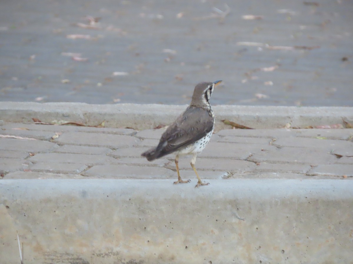 Groundscraper Thrush - ML627912440