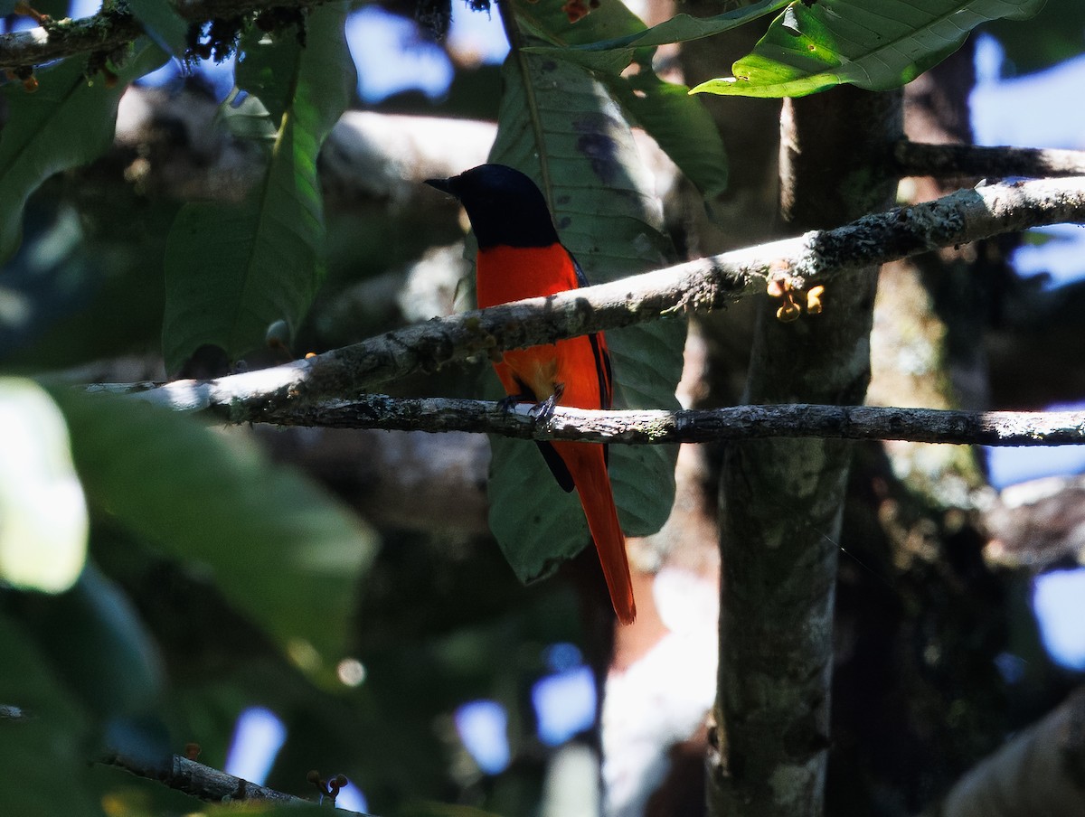 Scarlet Minivet - ML627912451