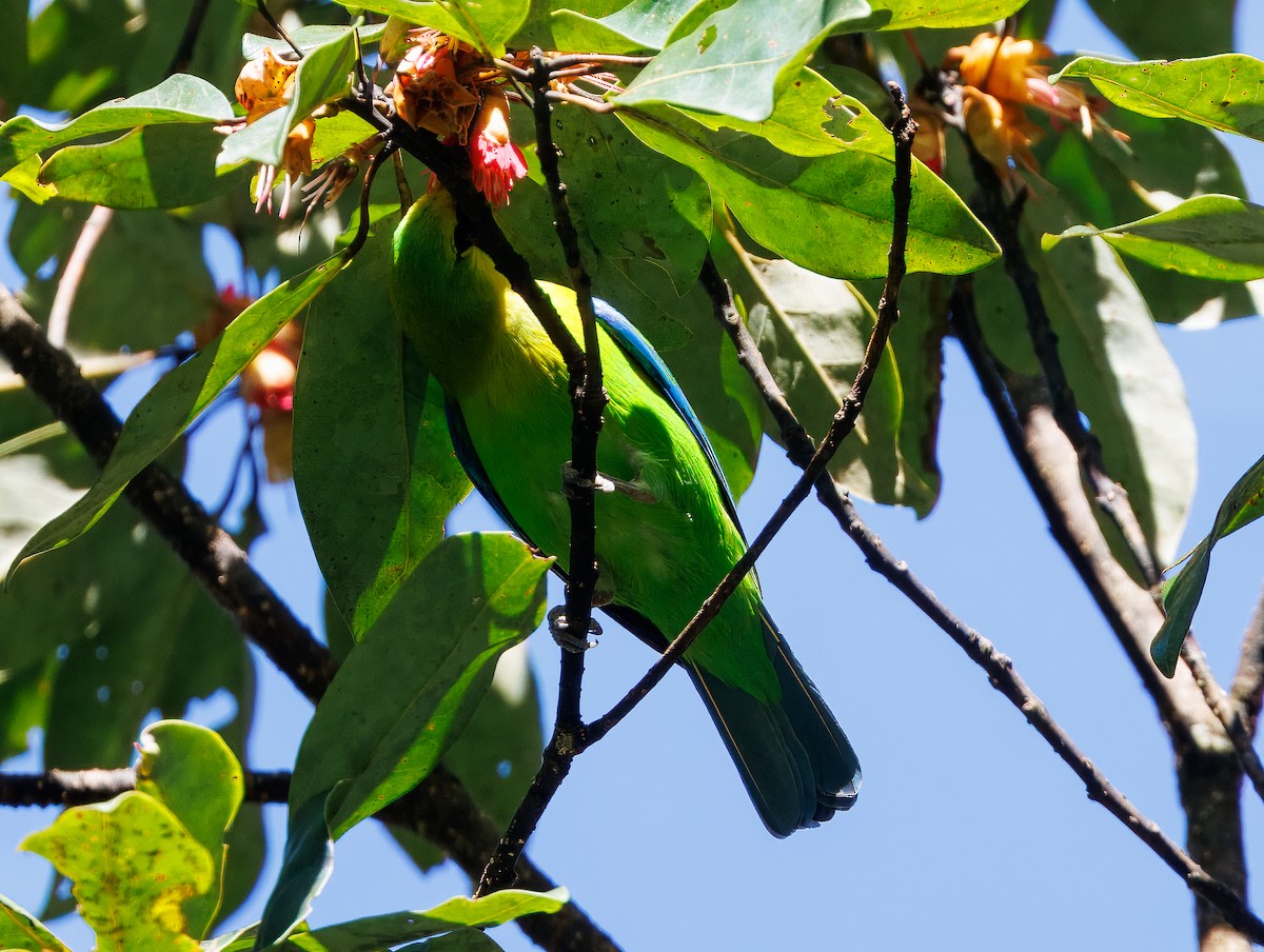 Blue-winged Leafbird - ML627912454