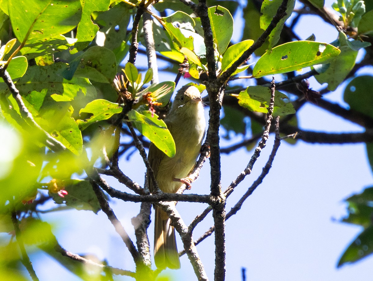 Olive Bulbul (Baker's) - ML627912460