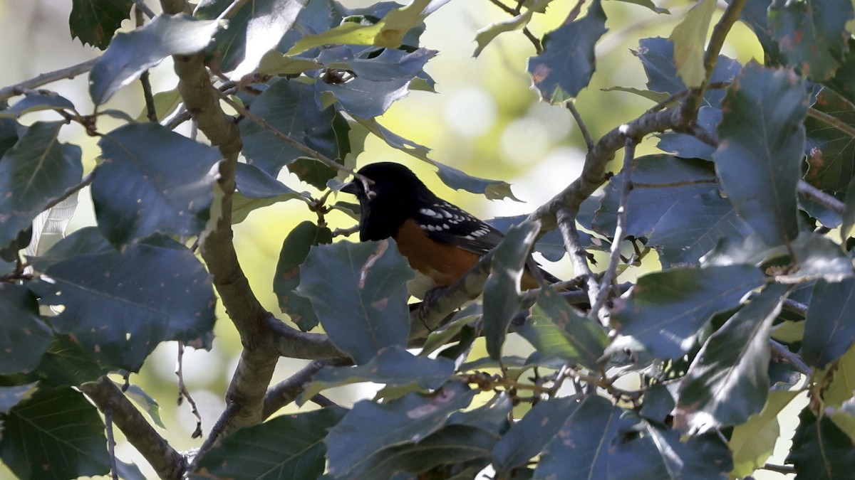 Spotted Towhee - ML627912543