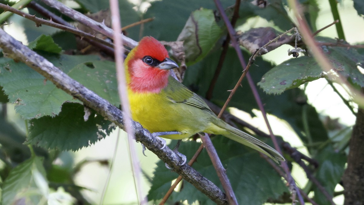 Red-headed Tanager - ML627912555