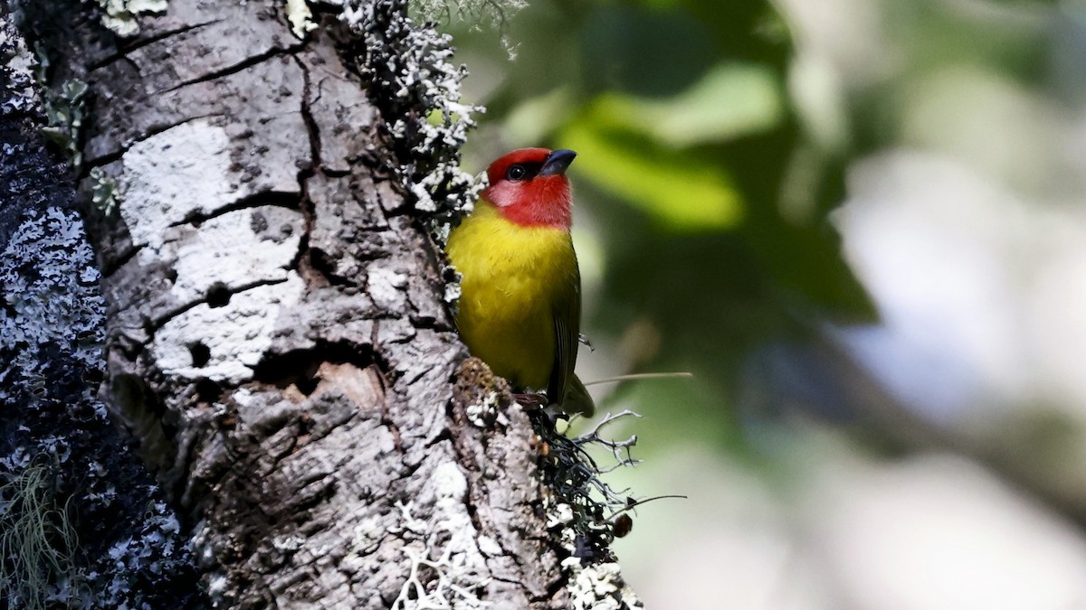 Red-headed Tanager - ML627912556