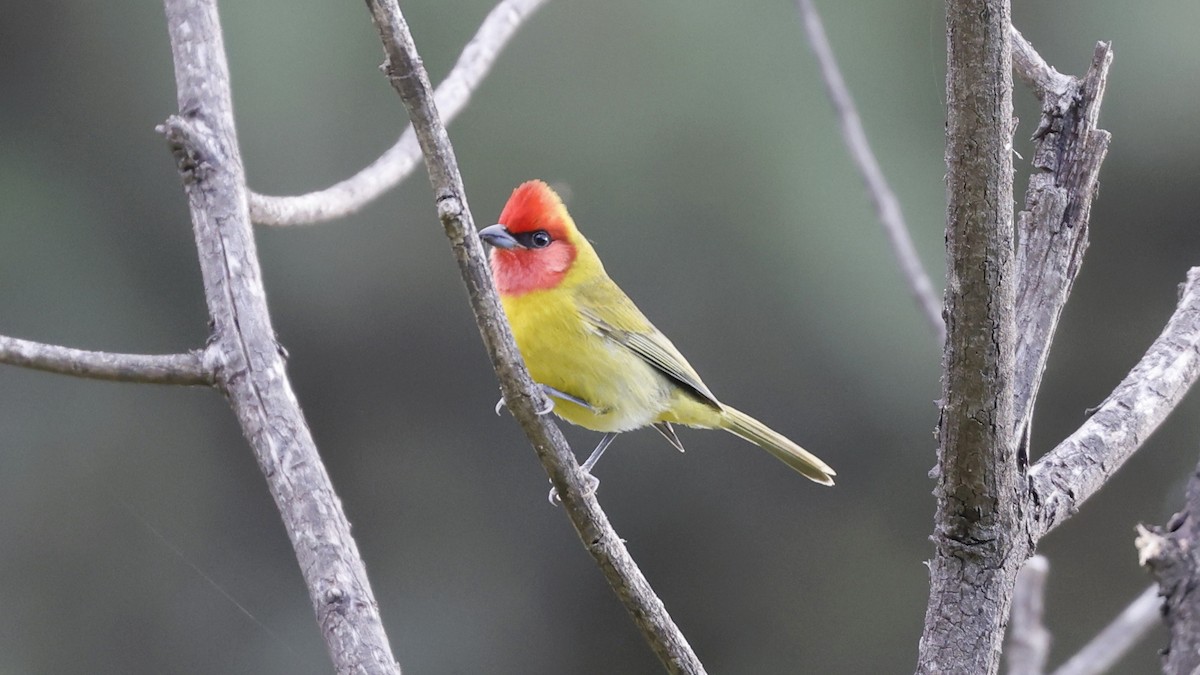 Red-headed Tanager - ML627912557