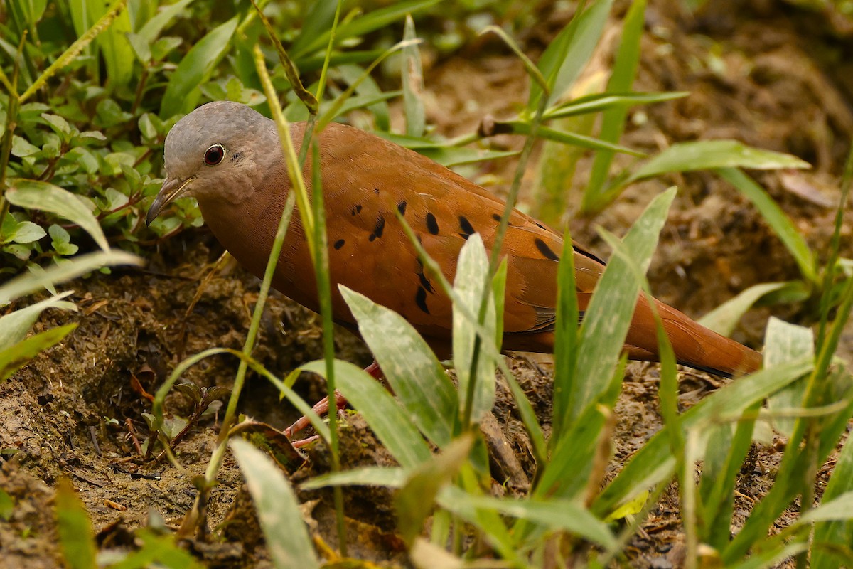 Ruddy Ground Dove - ML627912610