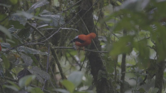Andean Cock-of-the-rock - ML627912639