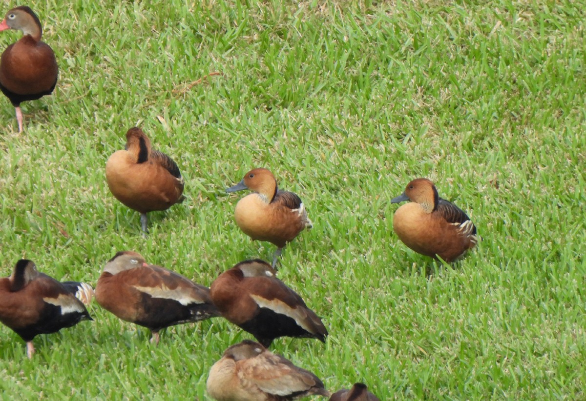 Fulvous Whistling-Duck - ML627912648