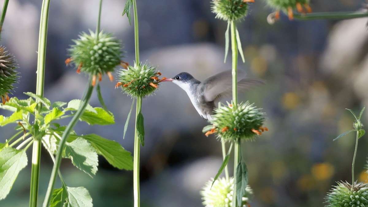 Violet-crowned Hummingbird - ML627912698