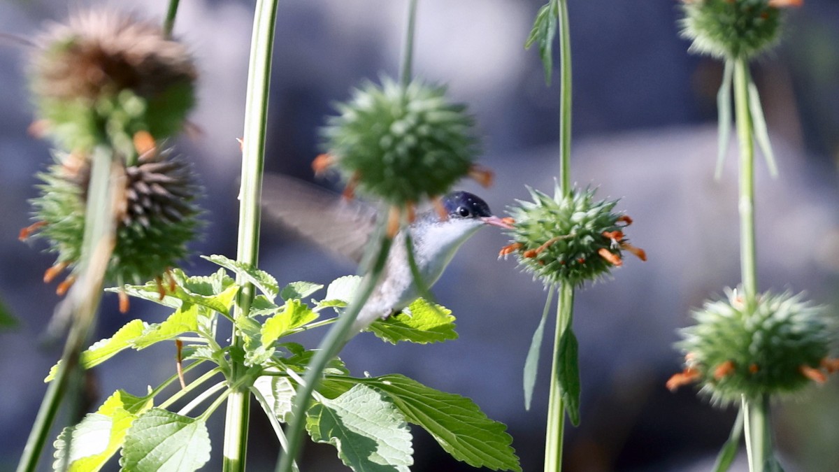 Violet-crowned Hummingbird - ML627912699