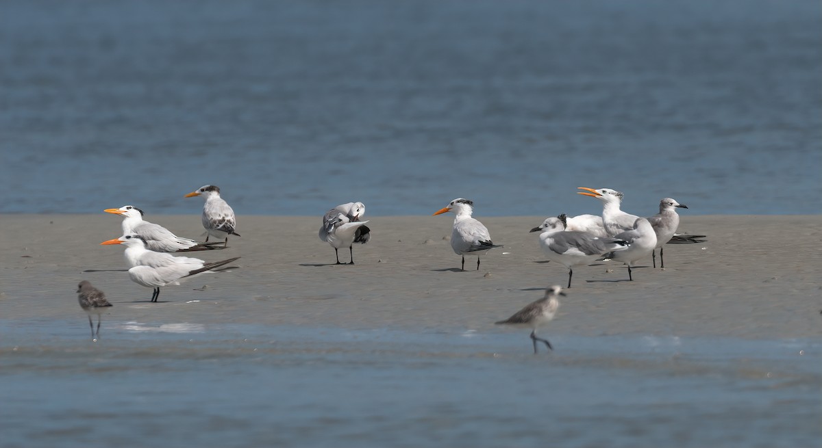 Royal Tern - ML627912706